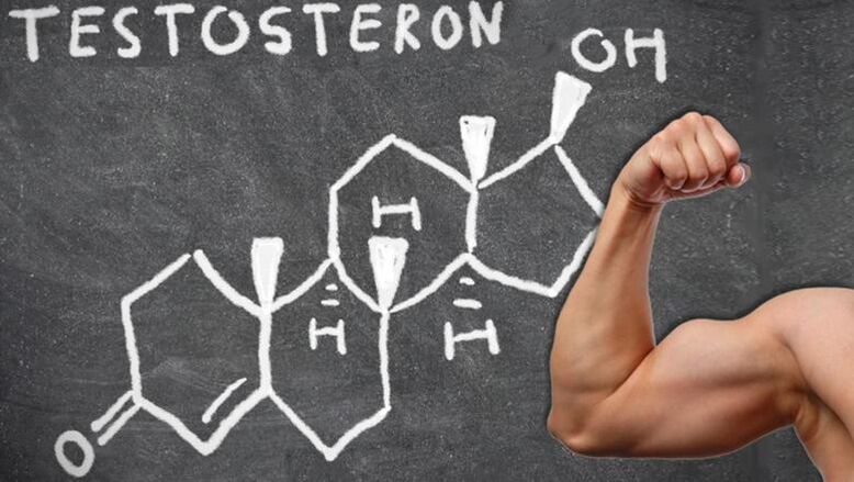 La testostérone est la principale hormone sexuelle masculine
